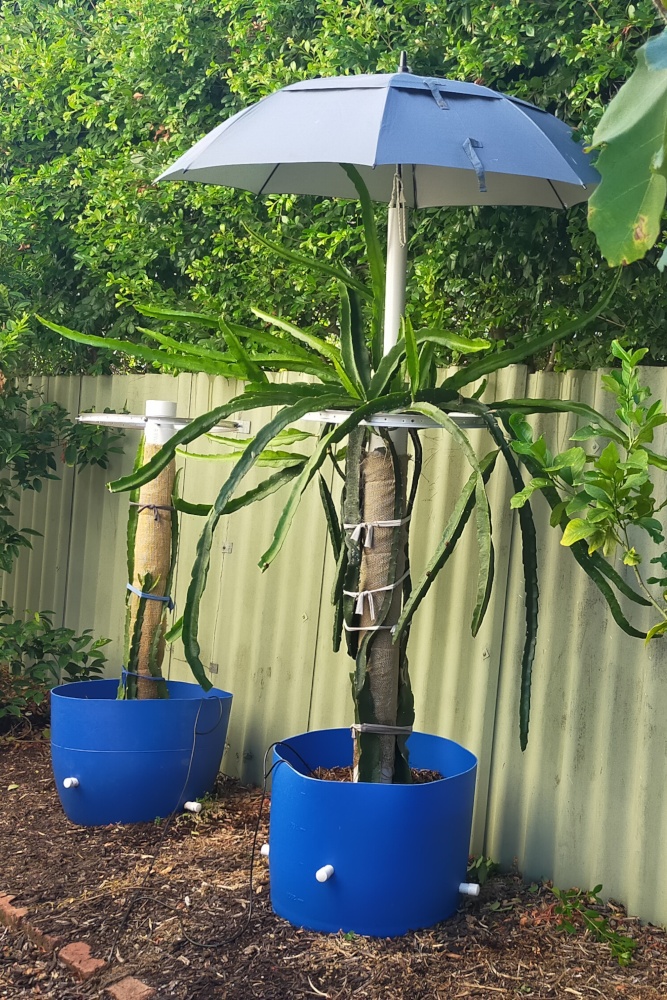 Trellis with umbrella